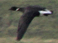 Dark-bellied Brent Goose x Red-breasted Goose hybrid